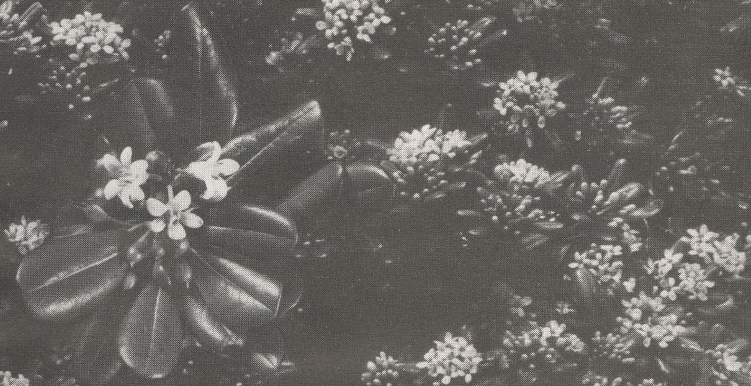 Lyl Radio Hands On Deck lyl radio